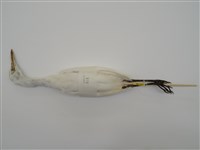 藏品(黃頭鷺)的圖片